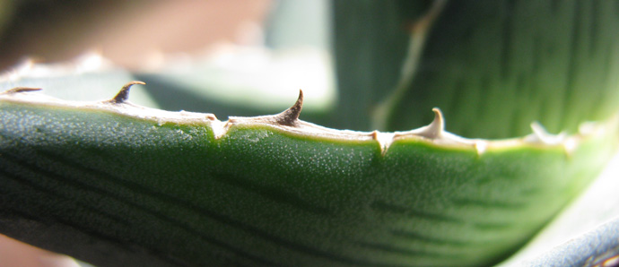 Palmaris Agave pumila