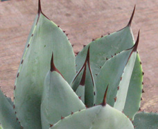 Pépinière Palmaris Agave seemanniana