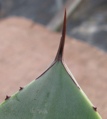 Pépinière Palmaris Agave seemanniana