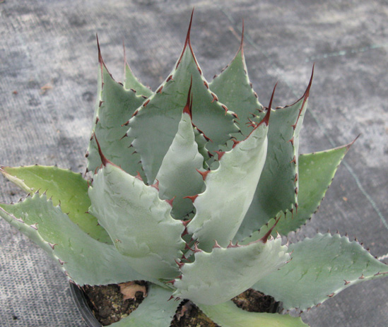 Agave seemaniana