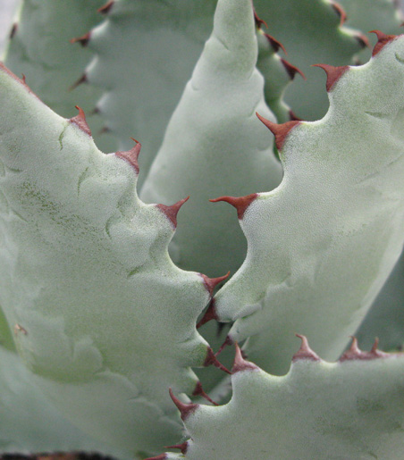 Agave seemanniana