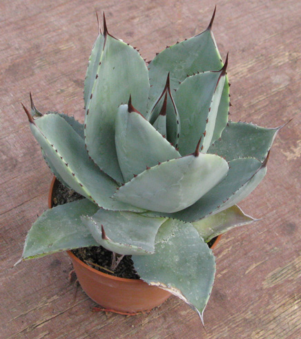 Pépinière Palmaris Agave pygmae 