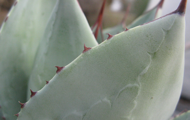 Pépinière Palmaris Agave pygmae 