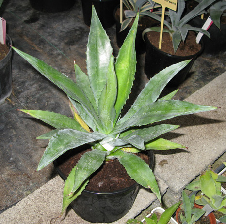 Palmaris Agave rhodacantha