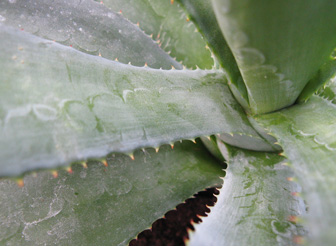 Palmaris Agave rhodacantha