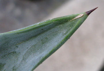 Palmaris Agave rhodacantha