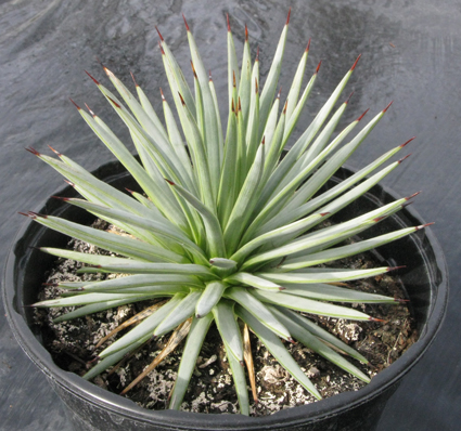 Pépinière palmaris Agave rzedowskiana