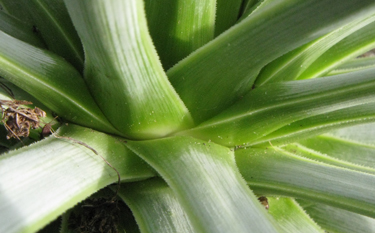 Pépinière palmaris Agave rzedowskiana