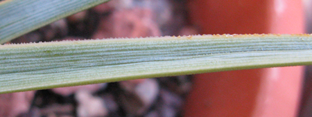 Pépinière palmaris Agave rzedowskiana