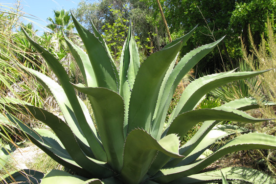 Palmaris Agave salmiana ferox Nice