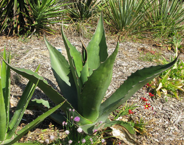 Palmaris Agave salmiana crassispina Cactuseraie