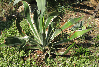 Palmaris Agave ingens albomarginata Navarro