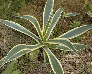 Palmaris Agave ingens marginata 