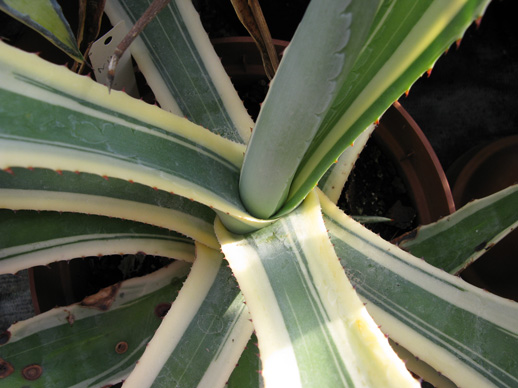 Palmaris Agave ingens marginata 