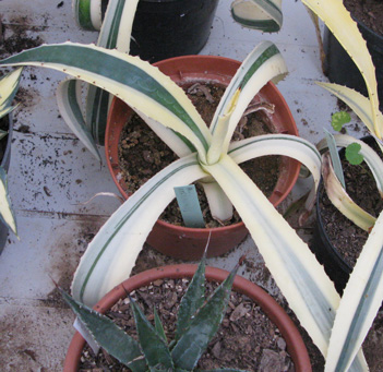 Palmaris Agave ingens marginata  disymetrique Navarro