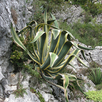 Palmaris Agave ingens marginata Lespinet