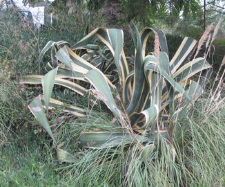 Palmaris Agave ingens marginata