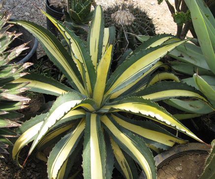 Palmaris Agave ingens mediopicta lutea Cactuseraie