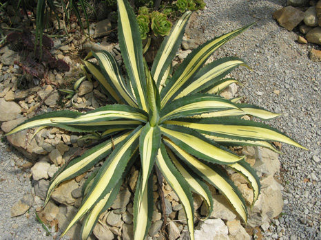 Palmaris Agave ingens mediopicta lutea Cactuseraie