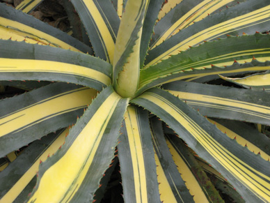 Pépinière Palmaris Agave ingens mediopicta aurea