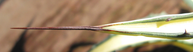 Pépinière Palmaris Agave ingens mediopicta aurea