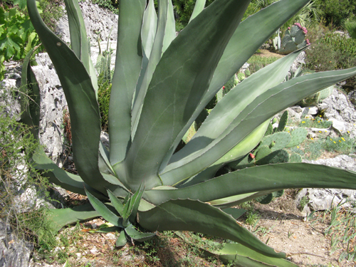 Pépinière Palmaris Agave salmiana crassispina Lespinet