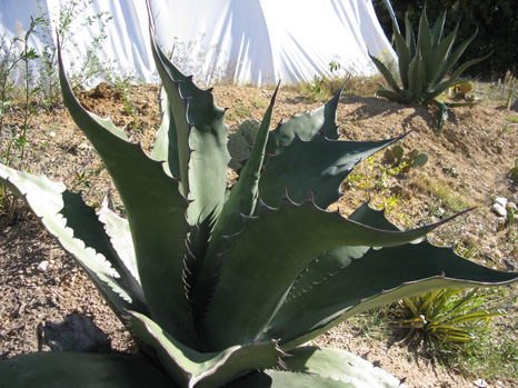 Palmaris Agave salmiana ferox Cactuseraie