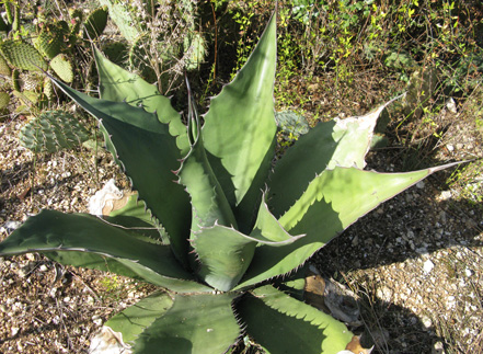 Palmaris Agave salmiana ferox Cactuseraie