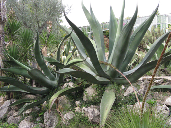 Pépinière Palmaris Agave salmiana crassispina Bandol