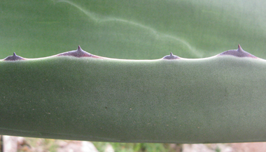 Pépinière Palmaris Agave salmiana crassispina âgé