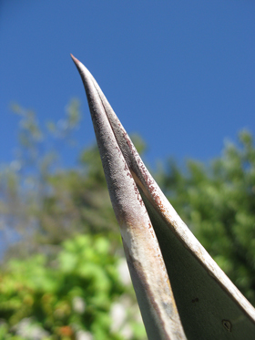 Pépinière Palmaris Agave salmiana crassispina âgé