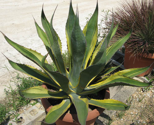 Pépinière Palmaris Agave salmiana crassispina marginata Van der Meer