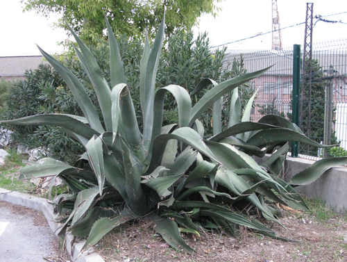 Pépinière Palmaris Agave salmiana crassispina La Ciotat