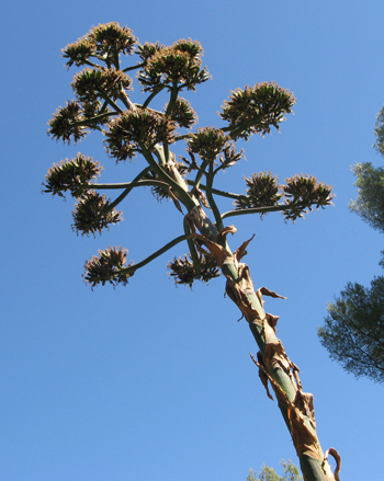 Pépinière Palmaris Agave salmiana ferox