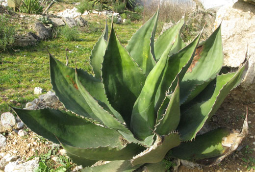 Pépinière Palmaris, Agave salmiana f. Green goblet Cactuseraie