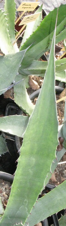 Palmaris Agave salmiana salmiana