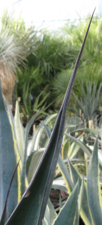 Palmaris Agave salmiana crassispina