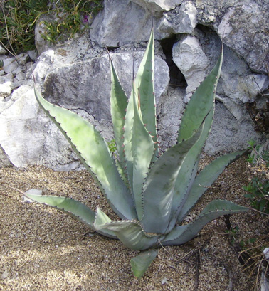 Palmaris Agave asperrima potosiensis