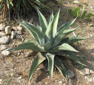 Palmaris Agave asperrima maderensis Cactuseraie