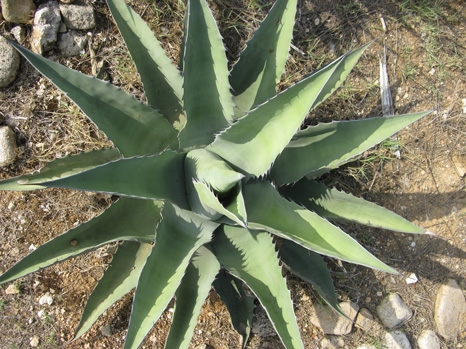 Palmaris Agave asperrima maderensis Cactuseraie