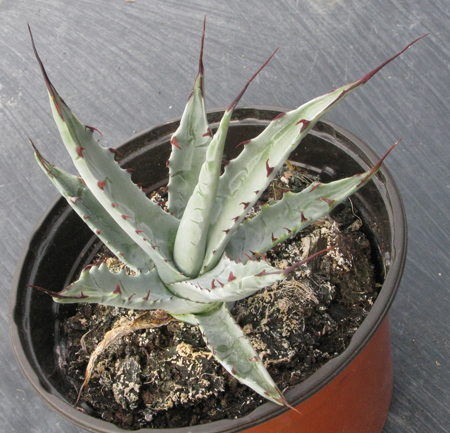 Pépinière Palmaris Agave scaposa