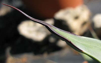 Pépinière Palmaris Agave scaposa