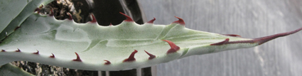 Pépinière Palmaris Agave scaposa