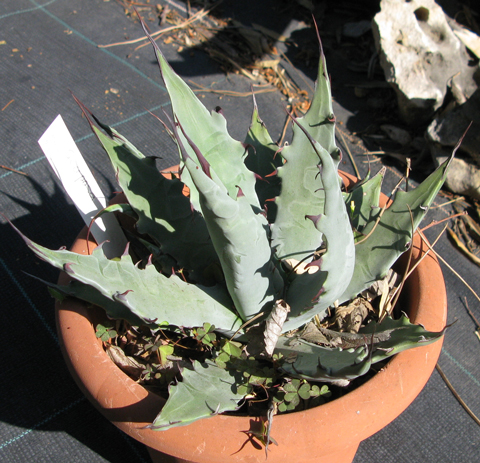 Pépinière Palmaris Agave scaposa Van der Meer