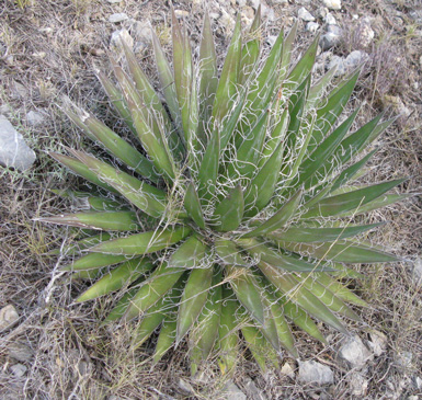 Palmaris Agave filifera schidigera Foncaude