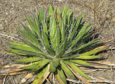 Palmaris Agave filifera schidigera Foncaude