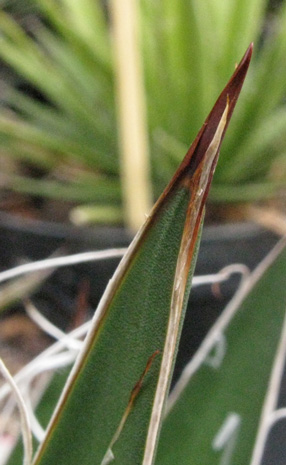 Palmaris Agave filifera schidigera