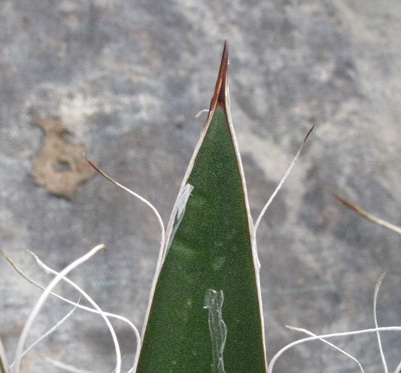 Palmaris Agave filifera schidigera