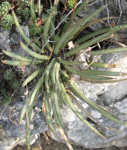 Pépinière Palmaris Agave schottii schottii Cactuseraie