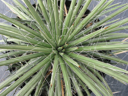 Pépinière Palmaris Agave schottii schottii